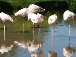 Birdland Flamingos in the Cotswolds